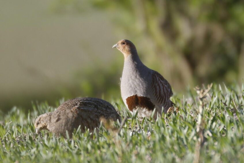 Grey Partridges, Pewley Down (K Britten). Grey Partridges, Pewley Down (K Britten).