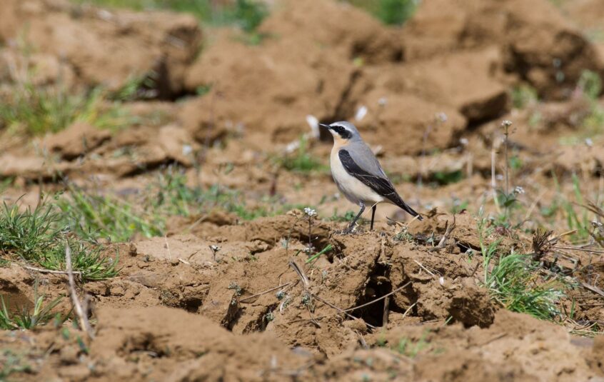 Wheatear, Milford (D Brassington). Wheatear, Milford (D Brassington).