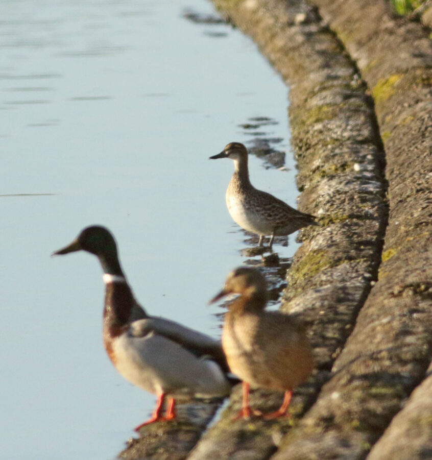 Garganey, Island Barn Reservoir (D Harris). Garganey, Island Barn Reservoir (D Harris).