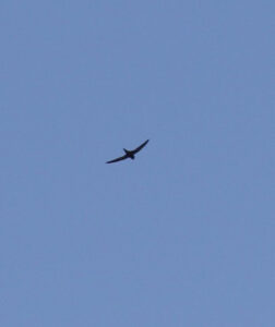 Swift, Unstead SF (K Britten).