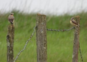Wheatears, Burgh Heath (P Goodman).