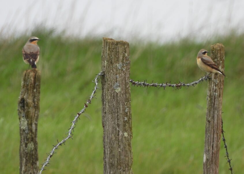 Wheatears, Burgh Heath (P Goodman). Wheatears, Burgh Heath (P Goodman).