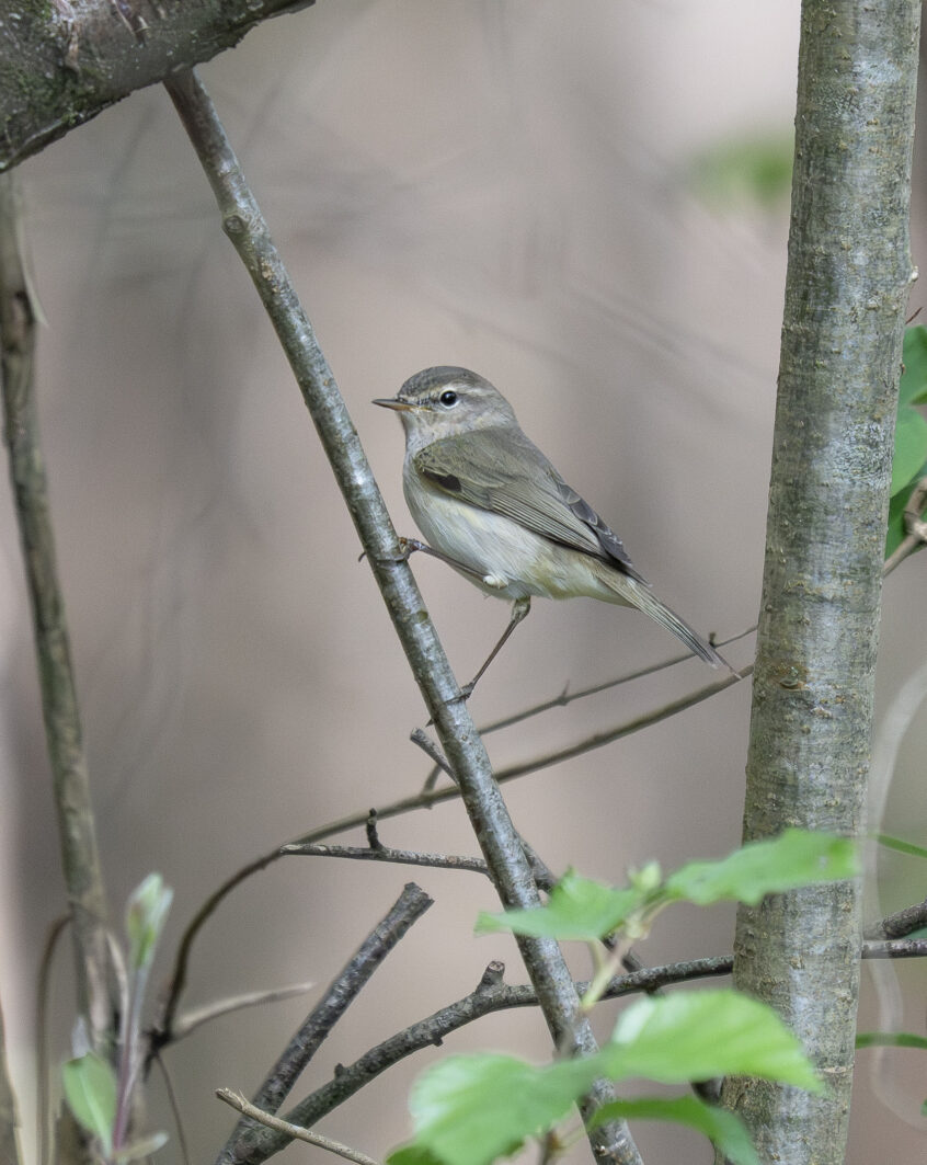 Siberian Chiffchaff, Chiddingfold Forest (E Stubbs). Siberian Chiffchaff, Chiddingfold Forest (E Stubbs).
