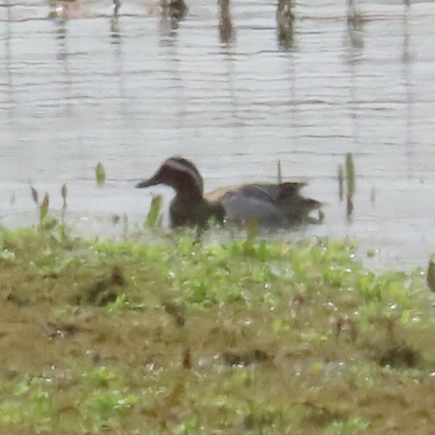 Garganey, Tice's Meadow (G Sharples). Garganey, Tice's Meadow (G Sharples).