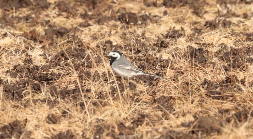 White Wagtail, Holmethorpe SP (G Hay). White Wagtail, Holmethorpe SP (G Hay).