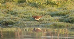 Common Sandpiper, Holmethorpe SP (G Hay).