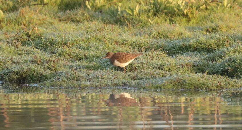Common Sandpiper, Holmethorpe SP (G Hay). Common Sandpiper, Holmethorpe SP (G Hay).