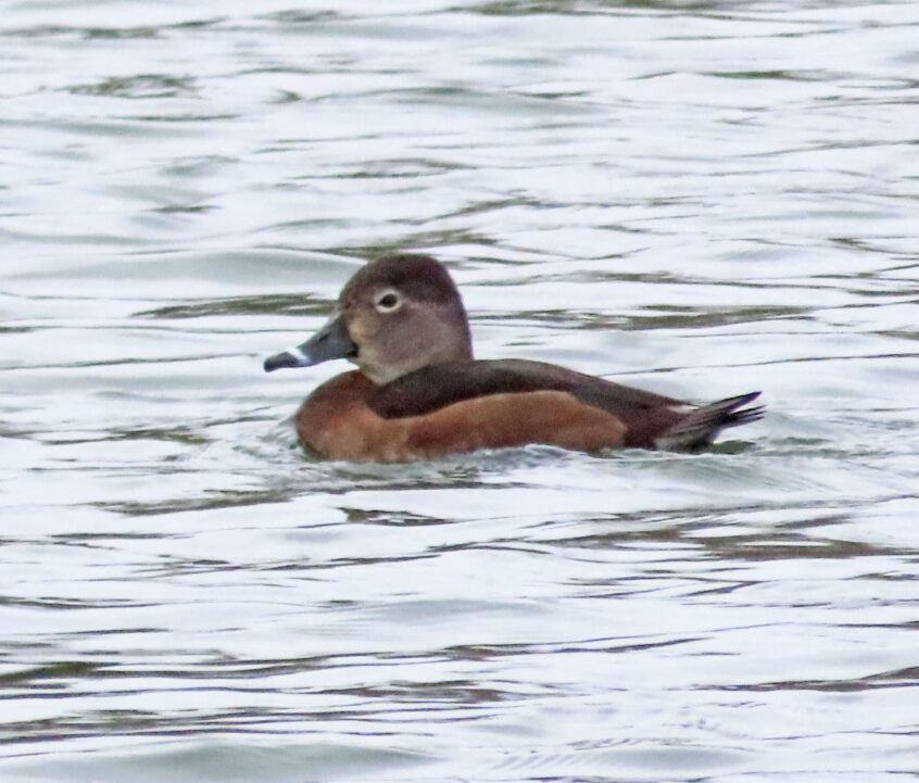 Ring-necked Duck, Alfold (G Sharples). Ring-necked Duck, Alfold (G Sharples).