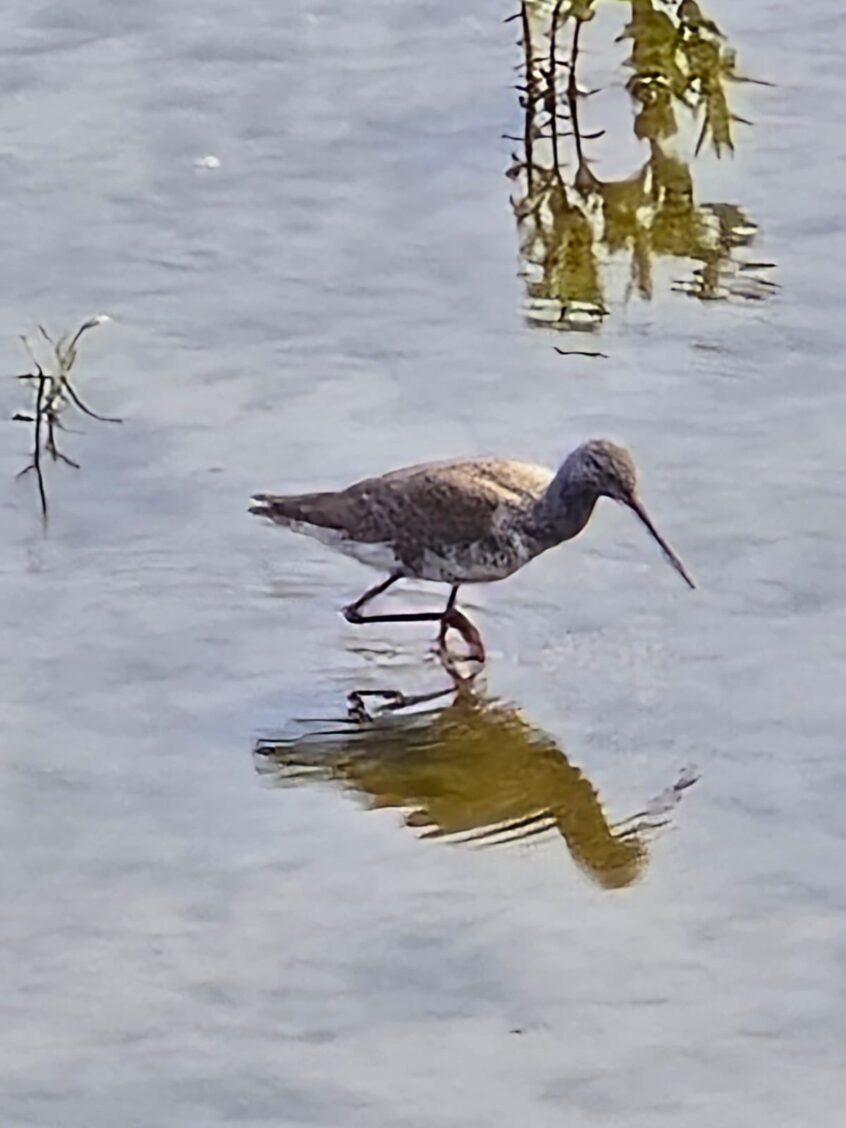 Spotted Redshank, London Wetland Centre (J Cass). Spotted Redshank, London Wetland Centre (J Cass).