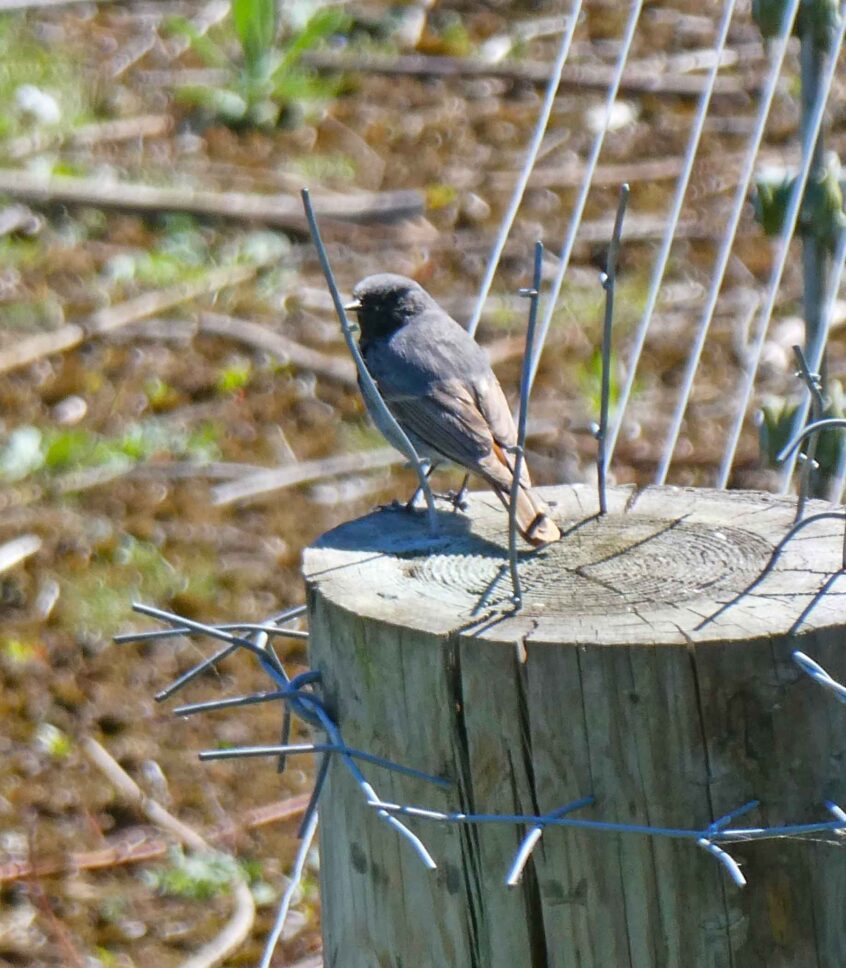 Black Redstart, London Wetland Centre (J Reeves). Black Redstart, London Wetland Centre (J Reeves).