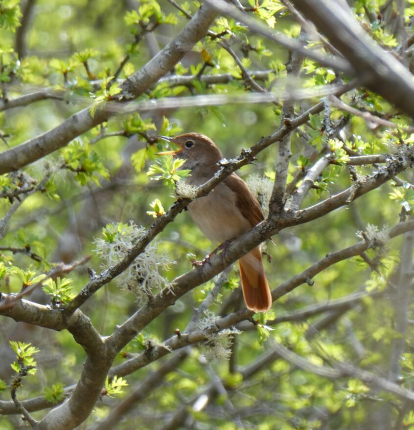 Nightingale, Milford Common (J Reeves). Nightingale, Milford Common (J Reeves).