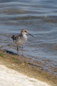 Broad-billed Sandpiper, QE2 (C Turner).