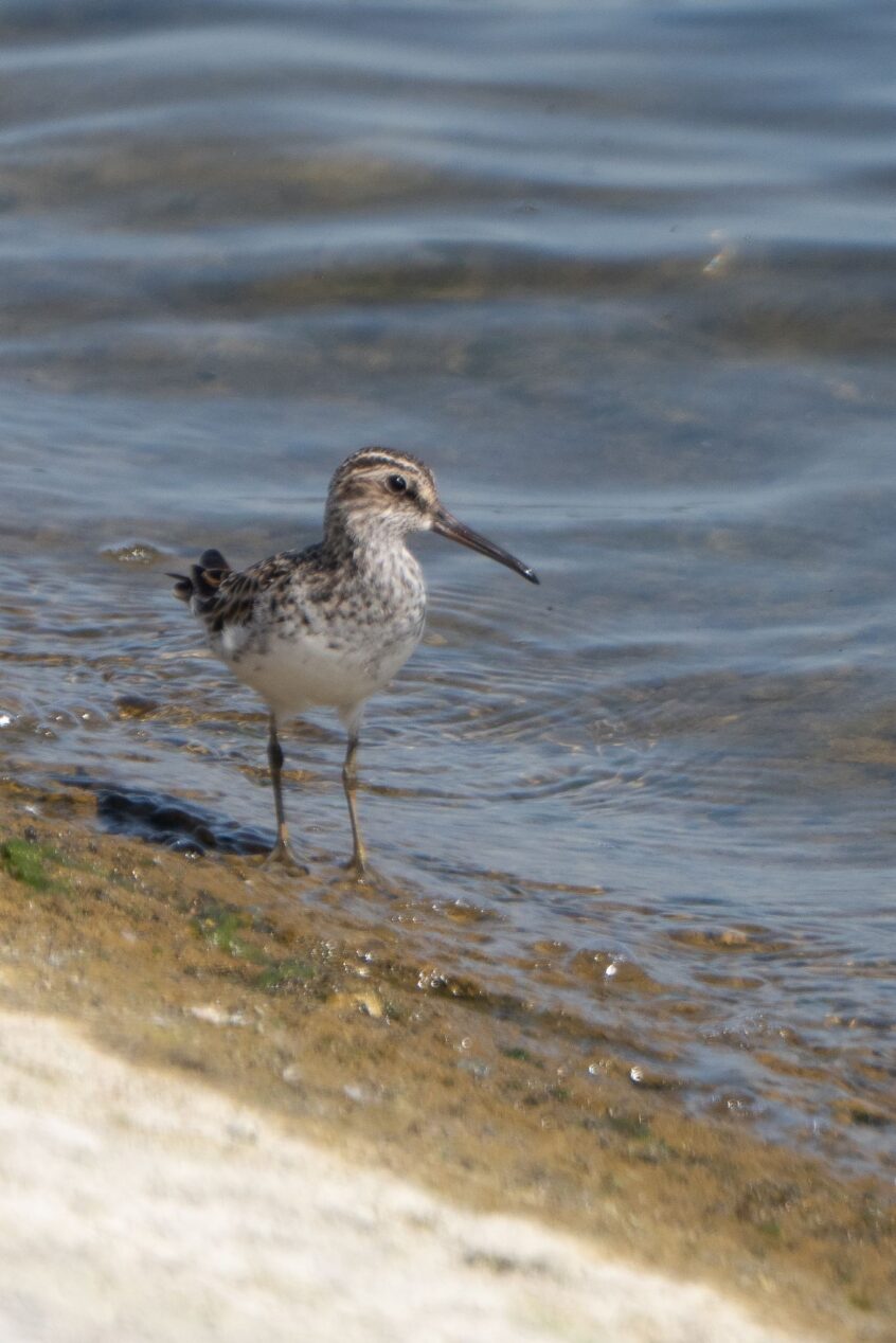 Broad-billed Sandpiper, QE2 (C Turner). Broad-billed Sandpiper, QE2 (C Turner).