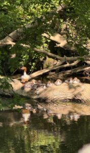 Goosander family (T Yeomans).