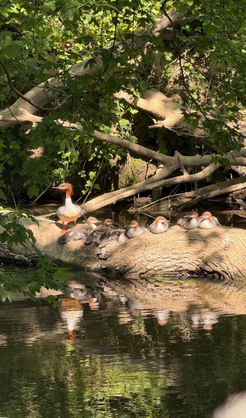 Goosander family (T Yeomans). Goosander family (T Yeomans).