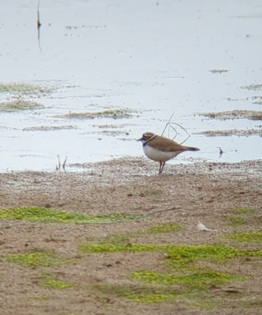 Little Ringed Plover, Burpham Water Meadows (P Davy). Little Ringed Plover, Burpham Water Meadows (P Davy).