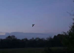 Nightjar, Thundry Meadows (P Howse).