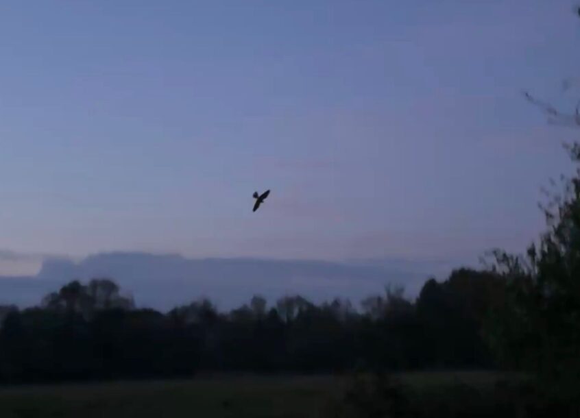 Nightjar, Thundry Meadows (P Howse). Nightjar, Thundry Meadows (P Howse).