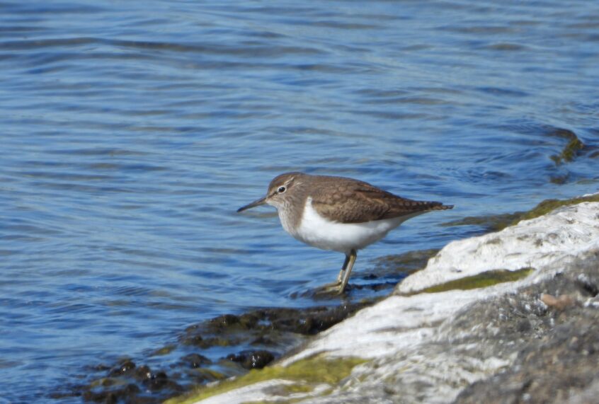 Common Sandpiper, Island Barn Reservoir (J Snell). Common Sandpiper, Island Barn Reservoir (J Snell).