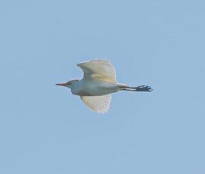 Cattle Egret, Tice's Meadow (C Varndell).