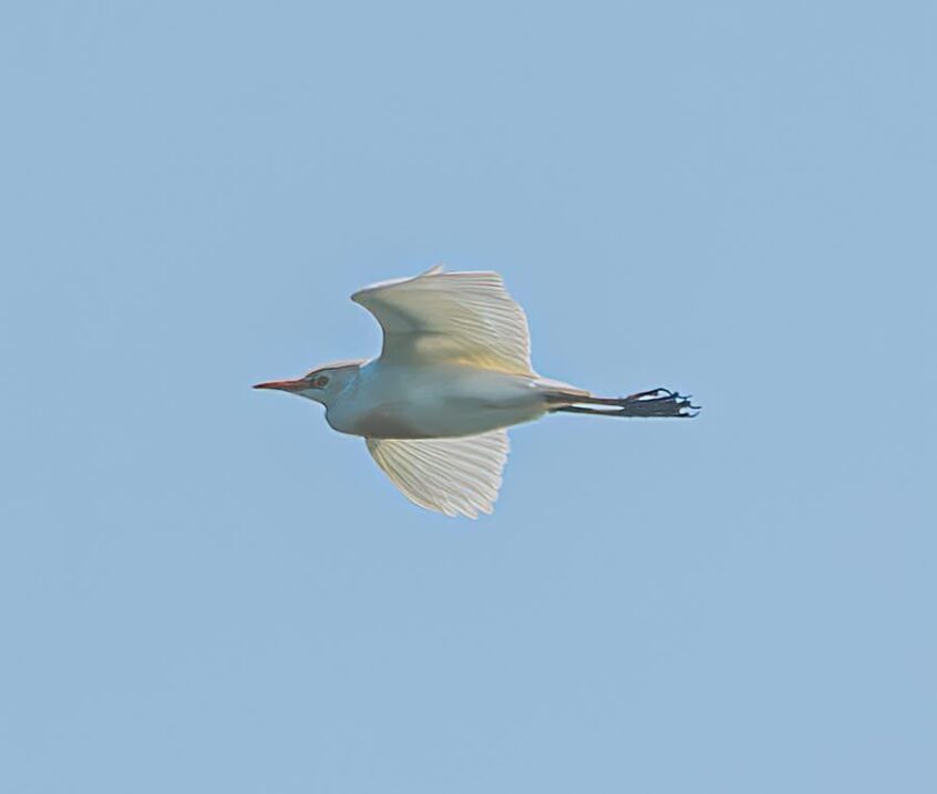 Cattle Egret, Tice's Meadow (C Varndell). Cattle Egret, Tice's Meadow (C Varndell).