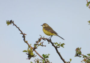 Yellow Wagtail, Stoke D'Abernon (J Snell).