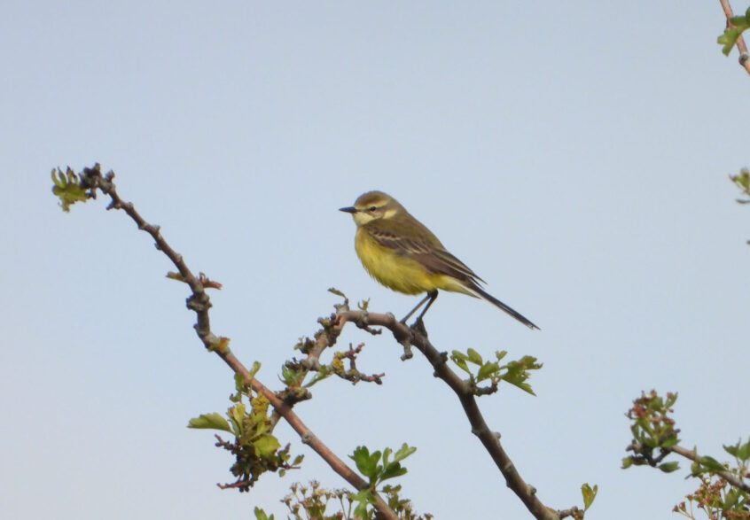 Yellow Wagtail, Stoke D'Abernon (J Snell). Yellow Wagtail, Stoke D'Abernon (J Snell).