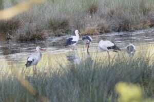 White Storks, Burpham Water Meadows (K Britten).
