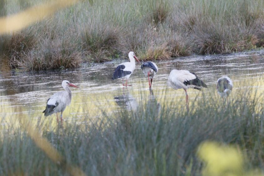 White Storks, Burpham Water Meadows (K Britten). White Storks, Burpham Water Meadows (K Britten).