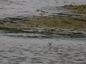 Sanderling, Beddington Farmlands (D Bulling).