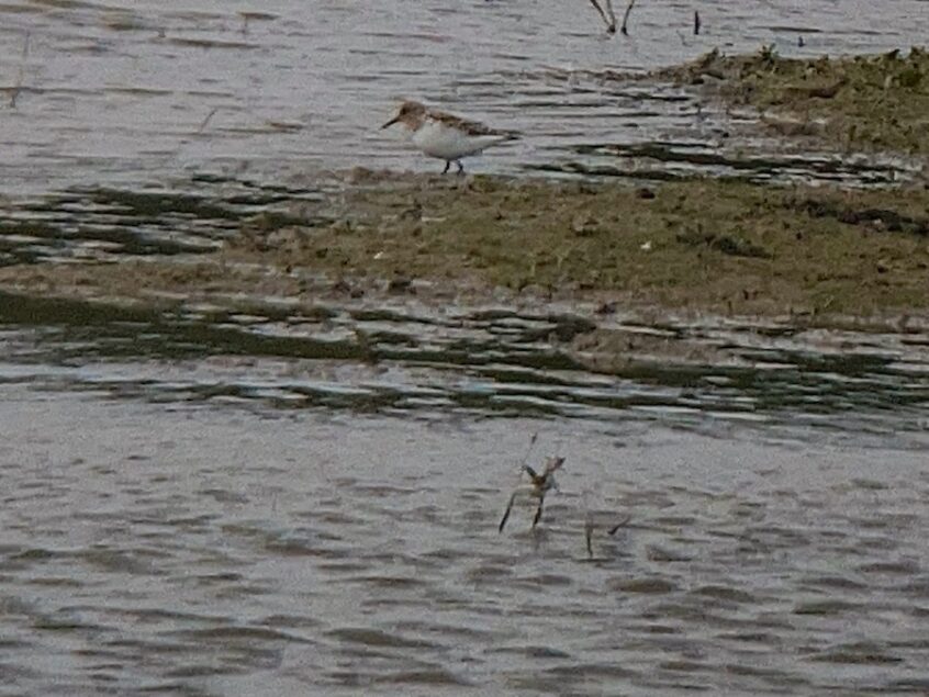 Sanderling, Beddington Farmlands (D Bulling). Sanderling, Beddington Farmlands (D Bulling).