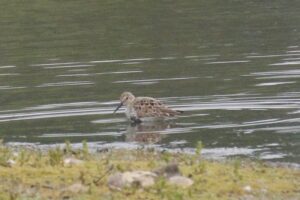 Dunlin, Unstead SF (K Britten).