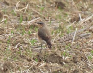 Wheatear, Burgh Heath (P Goodman).