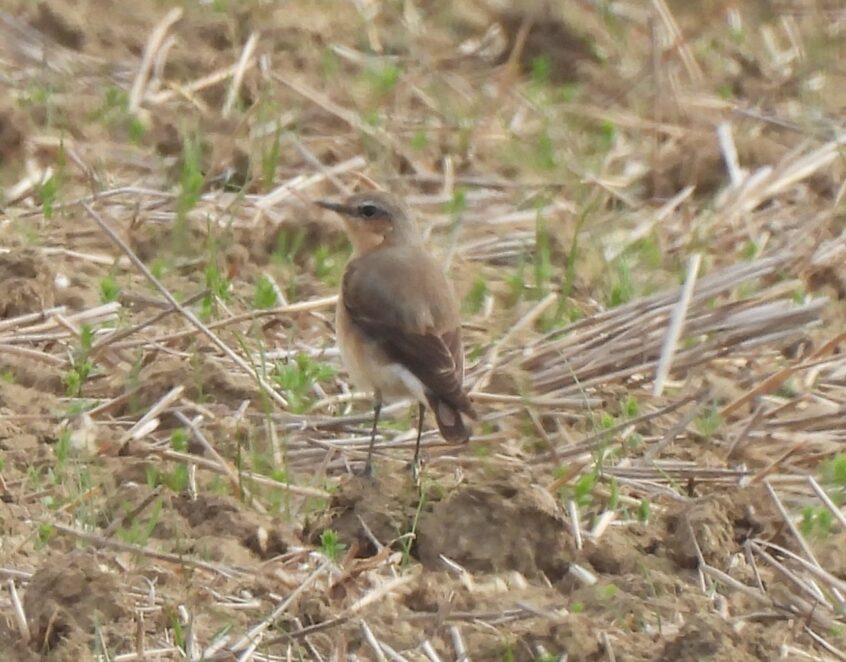 Wheatear, Burgh Heath (P Goodman). Wheatear, Burgh Heath (P Goodman).