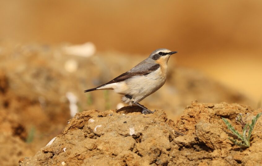 Wheatear, Holmethorpe SP (G Hay). Wheatear, Holmethorpe SP (G Hay).