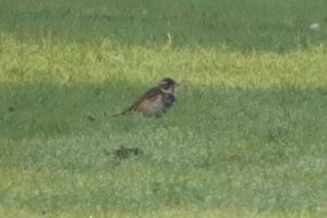 Redwing, Holmethorpe SP (G Hay).
