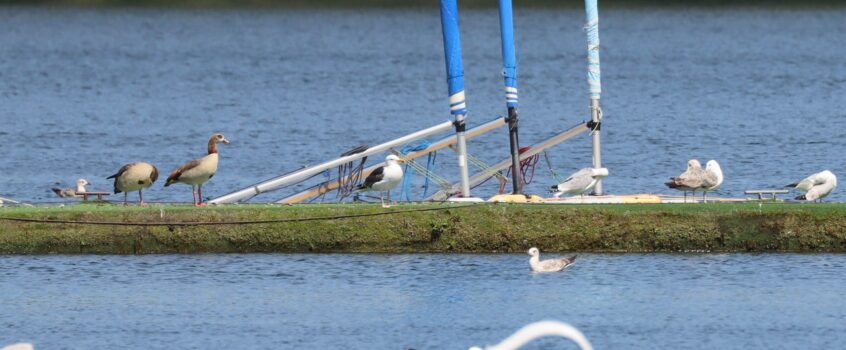 Great Black-backed Gull, Mercers CP (G Hay). Great Black-backed Gull, Mercers CP (G Hay).