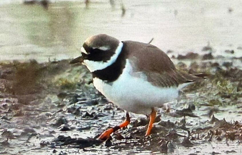 Ringed Plover, Thursley Common (D Brassington). Ringed Plover, Thursley Common (D Brassington).