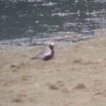Grey Plover, Tice's Meadow (P Welling).