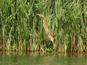 Bittern, London Wetland Centre (D Wells).
