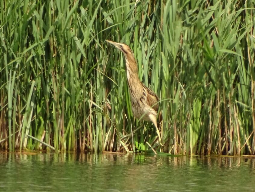 Bittern, London Wetland Centre (D Wells). Bittern, London Wetland Centre (D Wells).