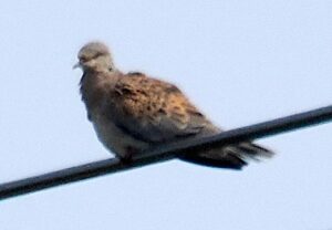 Turtle Dove, Thursley Common (J Chan).