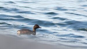 Black-necked Grebe, Island Barn Reservoir (D Harris).
