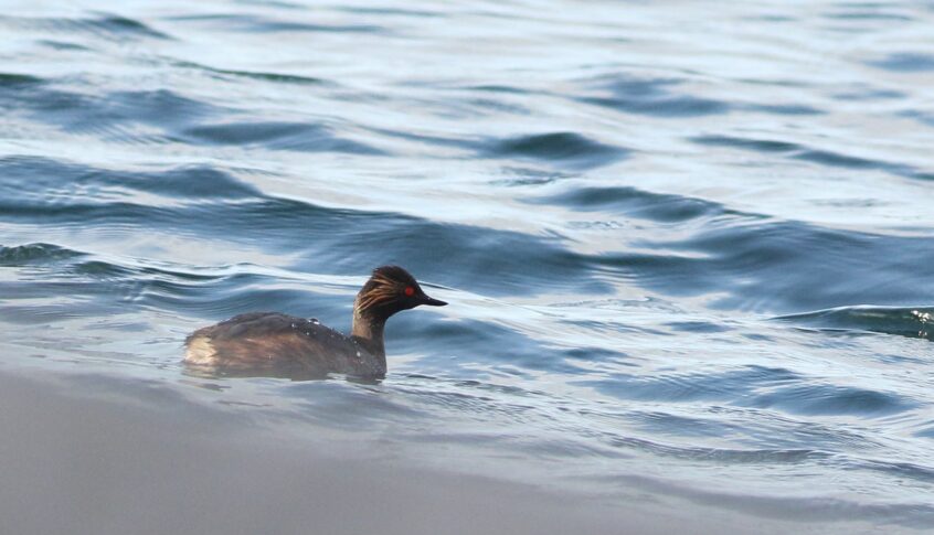 Black-necked Grebe, Island Barn Reservoir (D Harris). Black-necked Grebe, Island Barn Reservoir (D Harris).