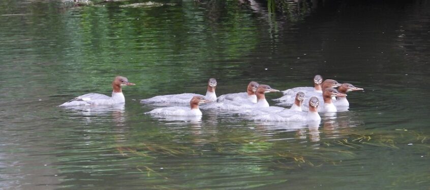 Goosander, Leatherhead (J Snell). Goosander, Leatherhead (J Snell).