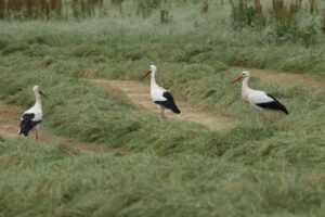White Storks, Capel (W Attridge).