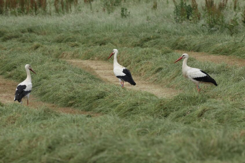 White Storks, Capel (W Attridge). White Storks, Capel (W Attridge).