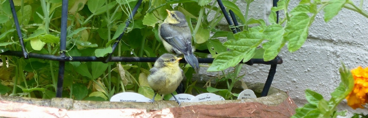 Blue tit (Susan Renaud)