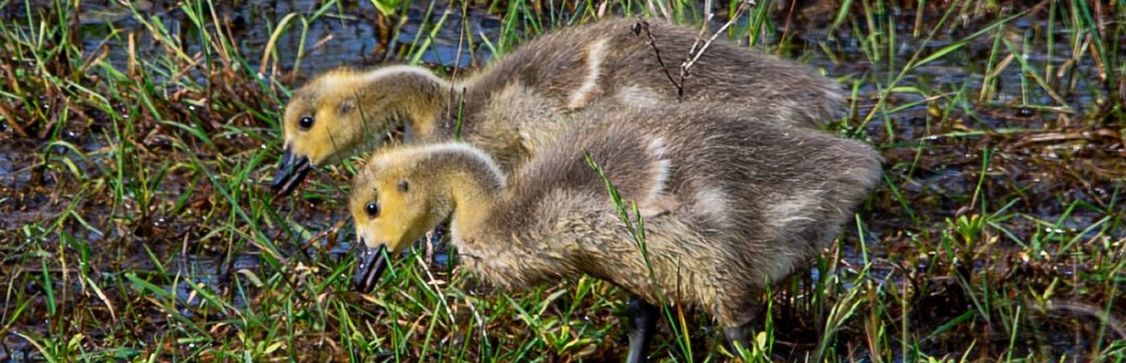 Canada goose (Colin Varndell)