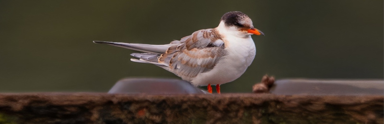 Common tern (Colin Varndell)